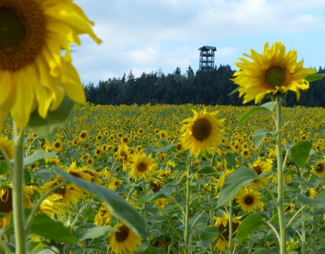 Weifbergturm Hinterhermsdorf