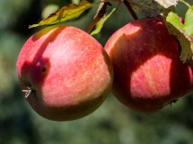 Äpfel