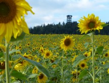 Weifbergturm Hinterhermsdorf